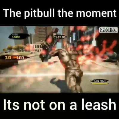 pitbull moment