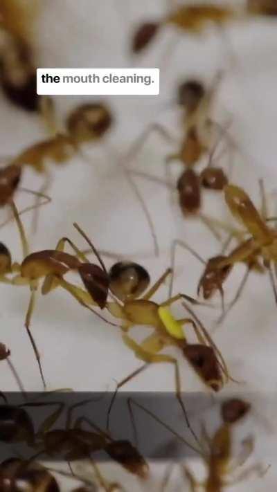 Муравьи умеют профессионально ампутировать больные конечности товарищей. 