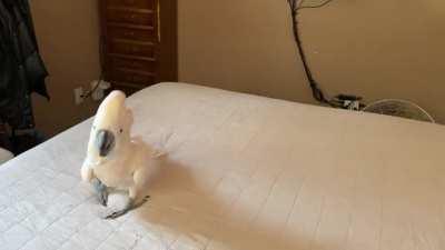 It was too hot outside so we bounced on the bed today. Fun times!