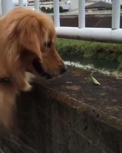 mais um vídeo de louva-a-deus nesse subreddit