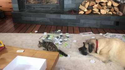 My dog wants it clear: this was NOT her fault.