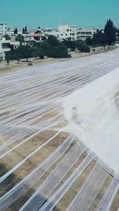 Longest wedding veil