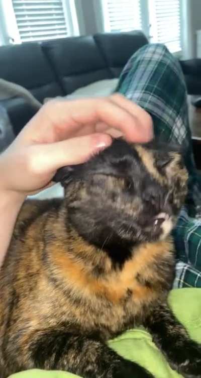 Ryzen loves head scritches