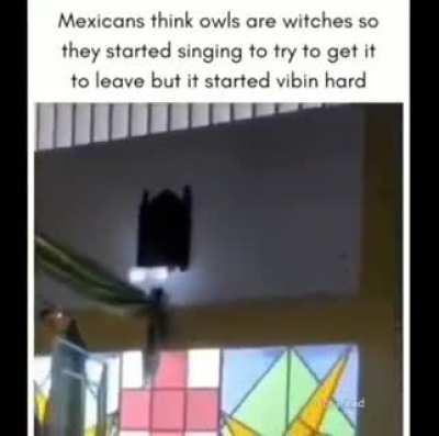 He'll be vibing owl day (I'n sorry)