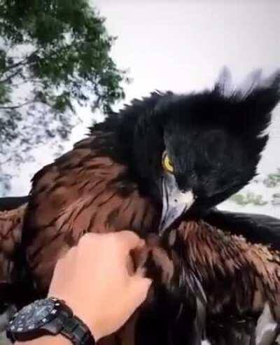 Black And chestnut Eagle