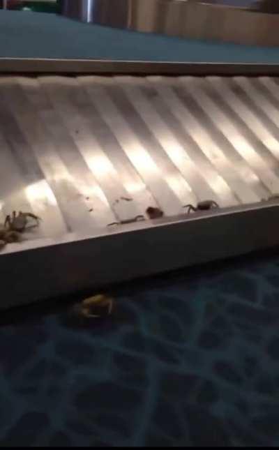 I got crabs...you got crabs... everybody got craaaaaaaabs