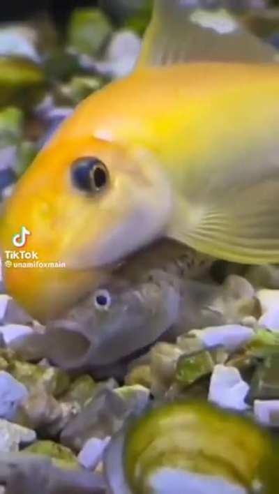 What the hell? Also rule