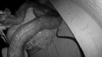 Set up a security camera on a bird’s nest to show my nieces some nature, then nature happened.