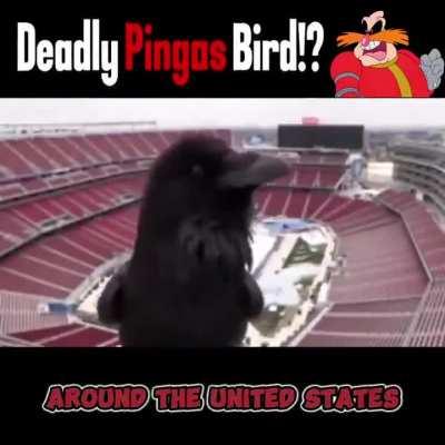 calm dowm PINGAS we're :you're friends shut up WEEGEE i 'llkill you