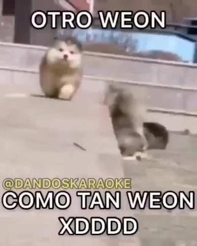 No podei se mas weon