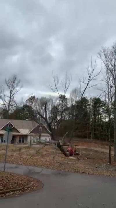 This dead tree falling apart