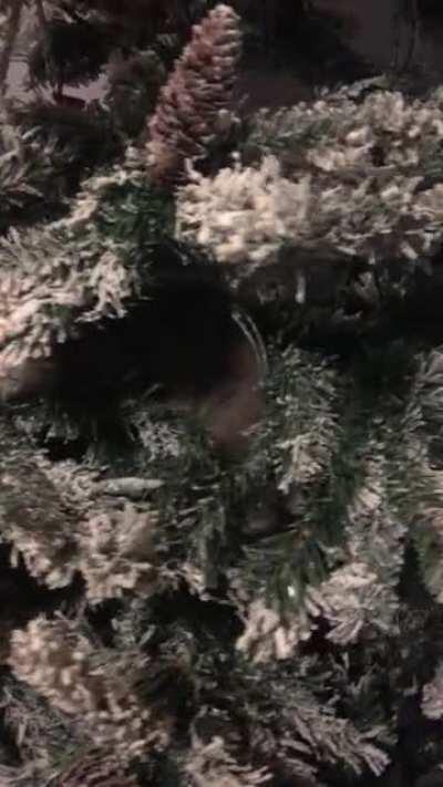 There’s goes my tree. It’s Miso’s now.