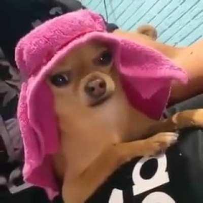 a cara do cachorro, ele ta pensando muito que o dono é um retardado