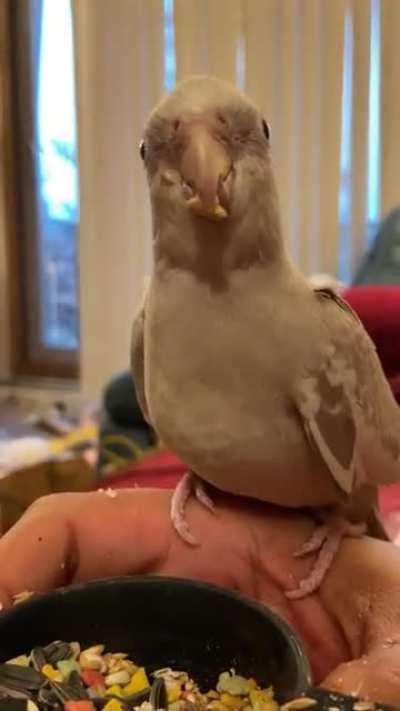 Omnomnom! OATS! Happy CHIRP!!!