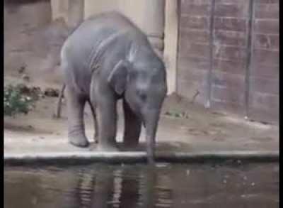 Baby elephant discovers bubbles