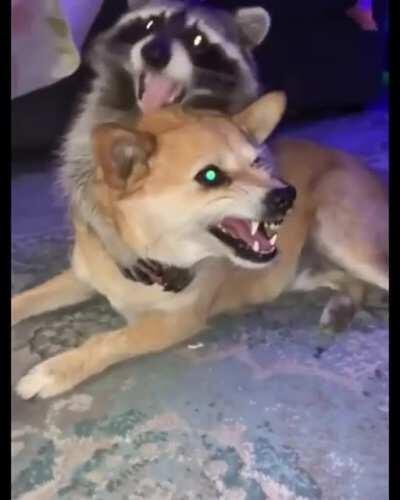 They are friends, I swear