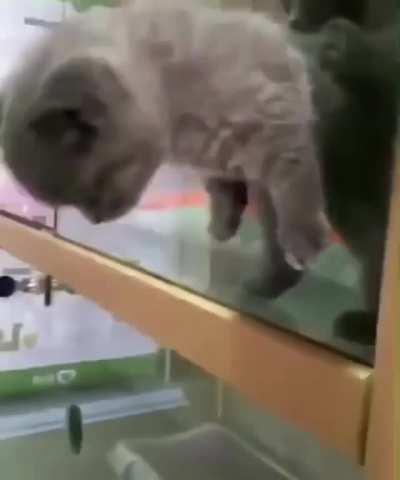 If a cat can fit its head through something it can go through it, just a theory though