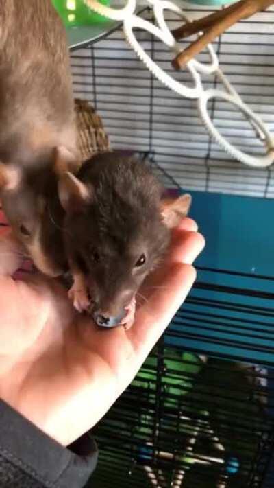 Badger the blueberry fiend