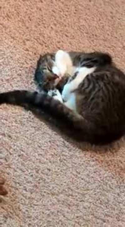 What started as an innocent attack on his own leg, resulted in me becoming the victim...