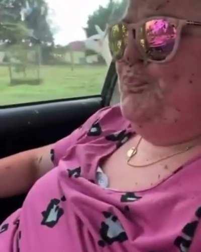 WCGW refusing to feed the angry alpaca