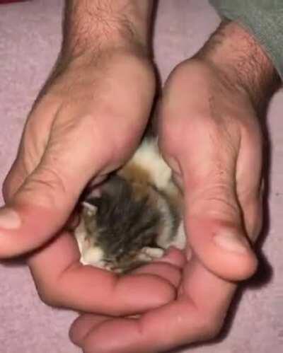 Kitty so Smol, that it could fit inside one's mouth ! (PS - Please try not to swallow it !).