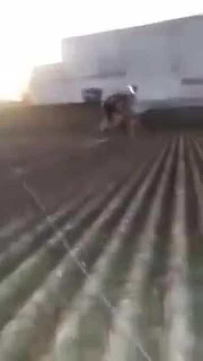 macacolol pegando a bola