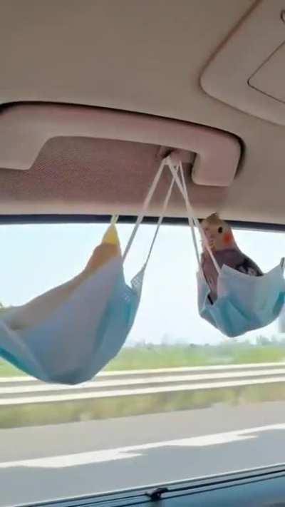 Finding the most comfortable seat in the car..