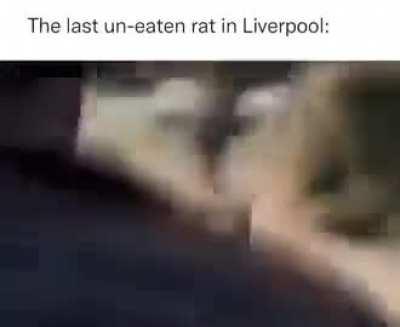 Moldy rat