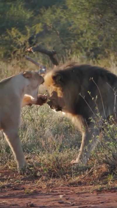 A lioness embedding a claw into a male lion’s snout