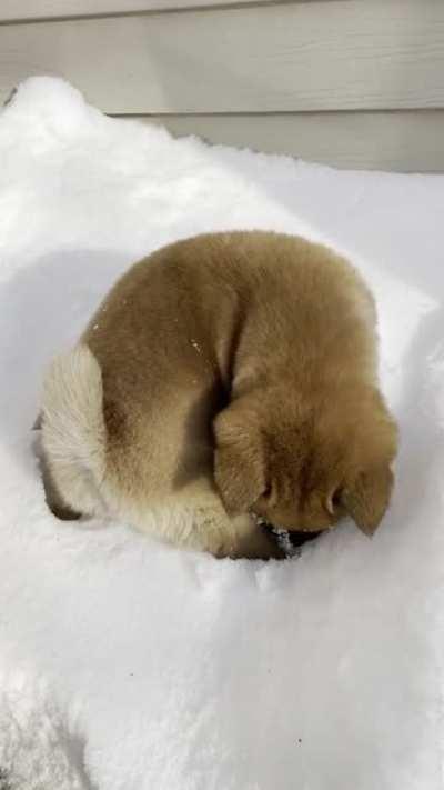 Wild Shiba spotted in Minnesota!