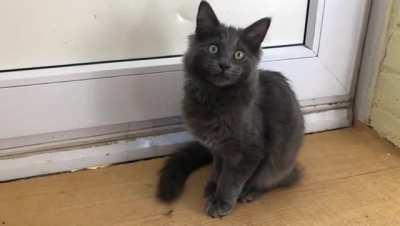 Mighty squeak by jinx