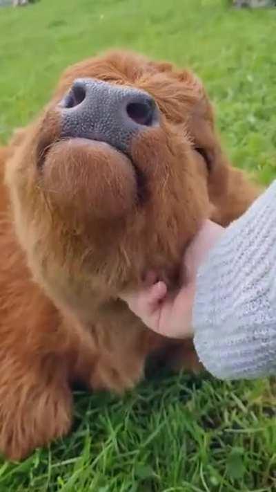 Cute baby Highlander cow
