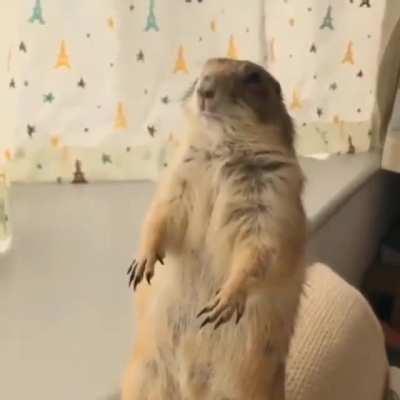 Prairie dogs are hilarious 😂