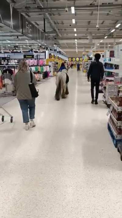 Pony wanders into supermarket in Cardiff, Wales
