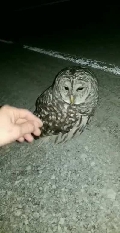 My first close encounter with an owl!