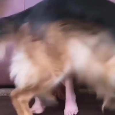 How hard emotional support dogs try