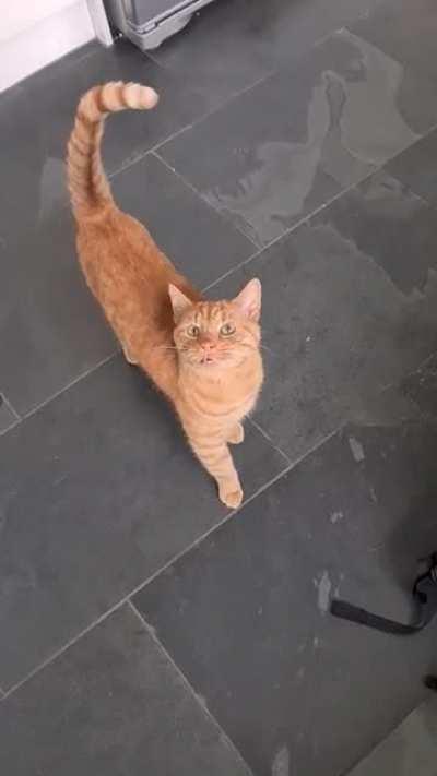 This specimen manipulates its jaw to enhance the yell.