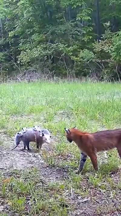 Imagine you are a wildlife photographer, would you intervene here?