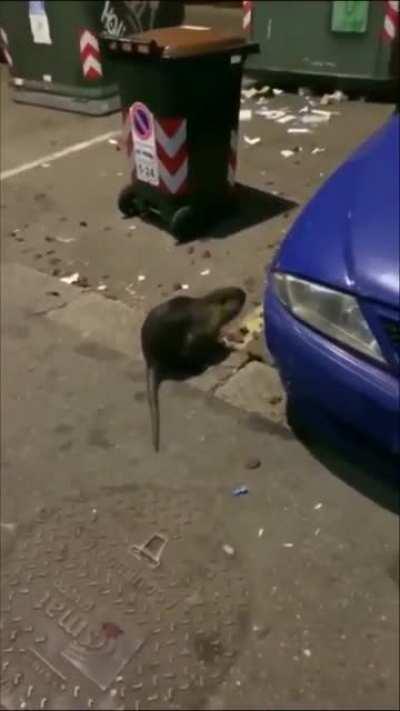 BIGGEST RAT FOUND IN NYC