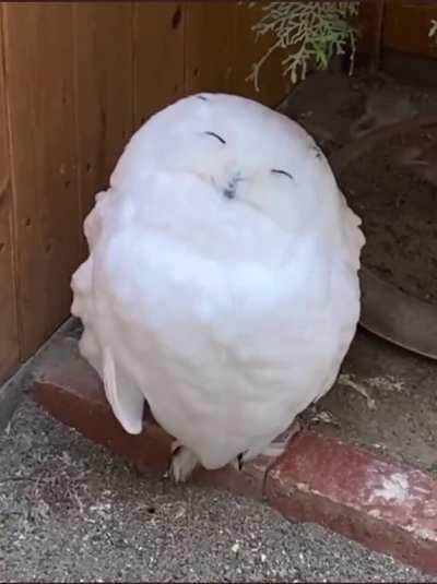 it's so fluffyyyyyyy