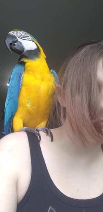 Vinny is telling the seagulls off outside. - I'm going deaf