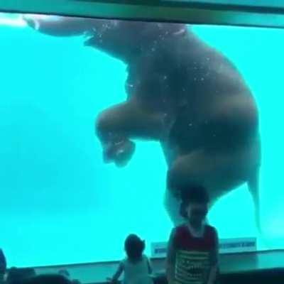 Elephant in a zoo pool.