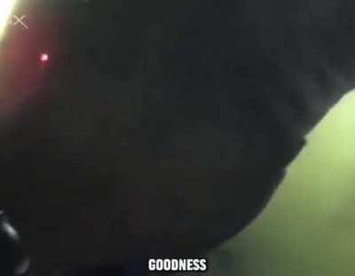 Giant deep sea shark