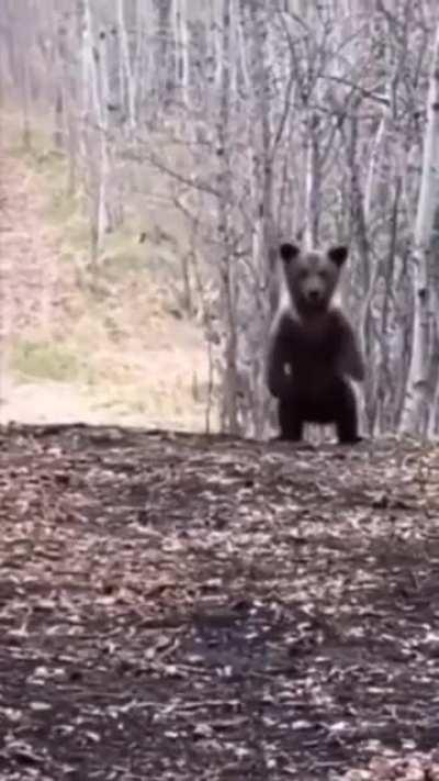 See, it’s trying to be intimidating but instead it’s being adorable. That’s the problem with bears. Friend shaped killing machines.
