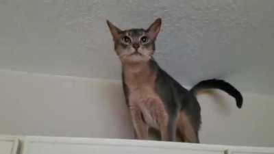 Niles is upset about going to the vet