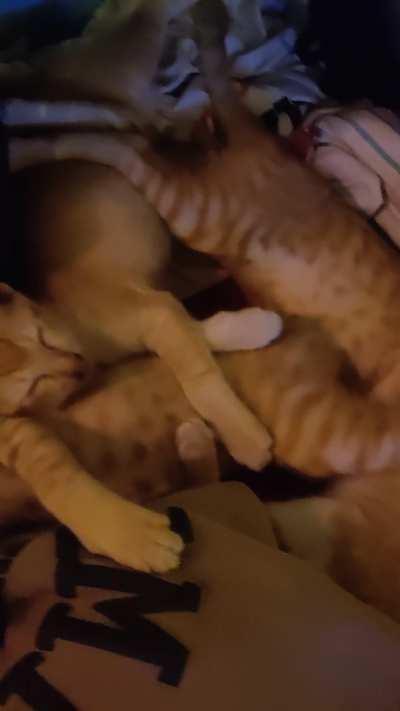 Cuddle Puddle at the Hostel