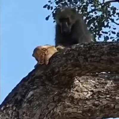 That's a weird looking baby monkey...