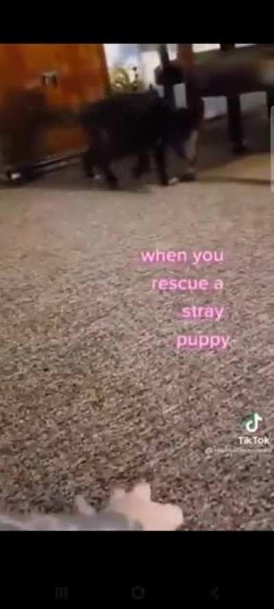 blursed puppy