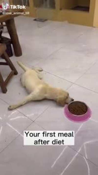 Doggo is starving (credit: @love_animal_till)