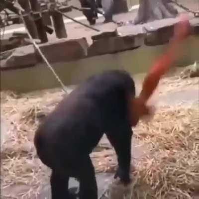 Momke dance hehehe 🐒🐒🐒